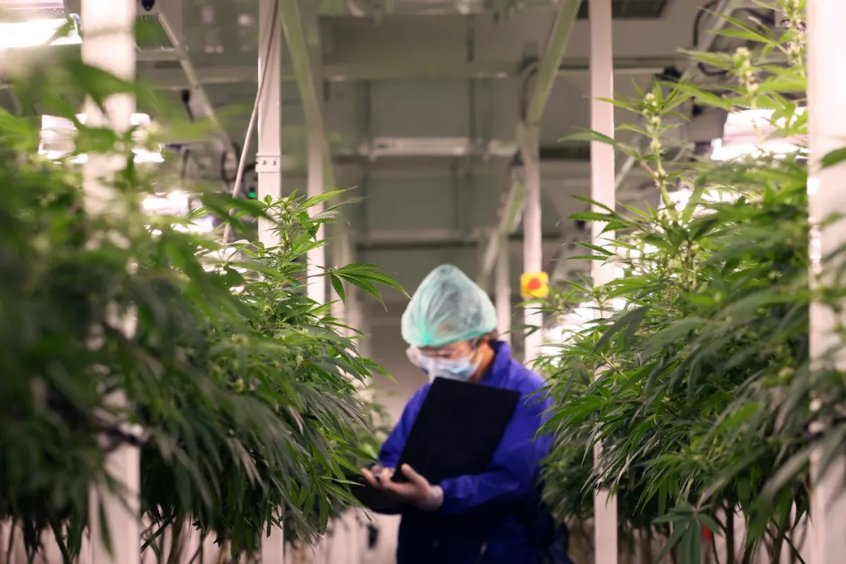 Có nên mua cổ phiếu Tilray Brands (TLRY) lúc này?