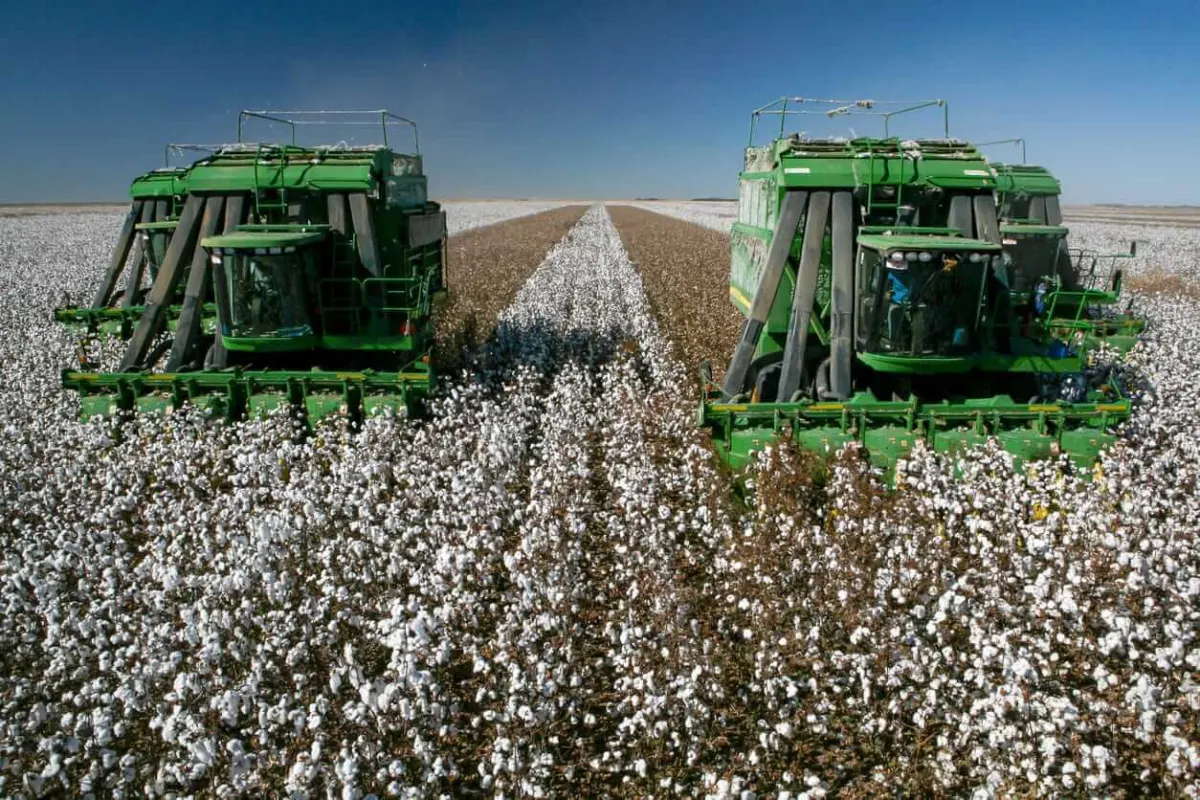 Cotton tăng mạnh cuối tháng - Tin thị trường nông sản