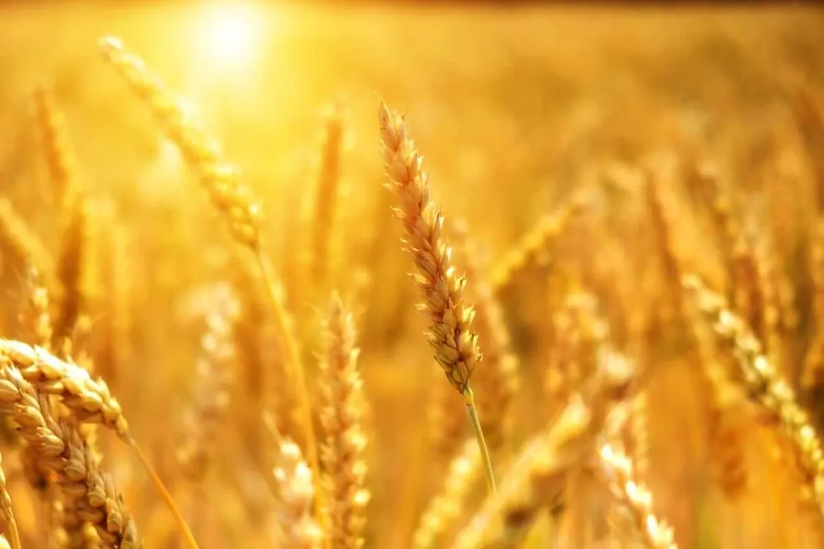 Giá Lúa Mì Tăng Vào Giữa Ngày - Wheat Posting