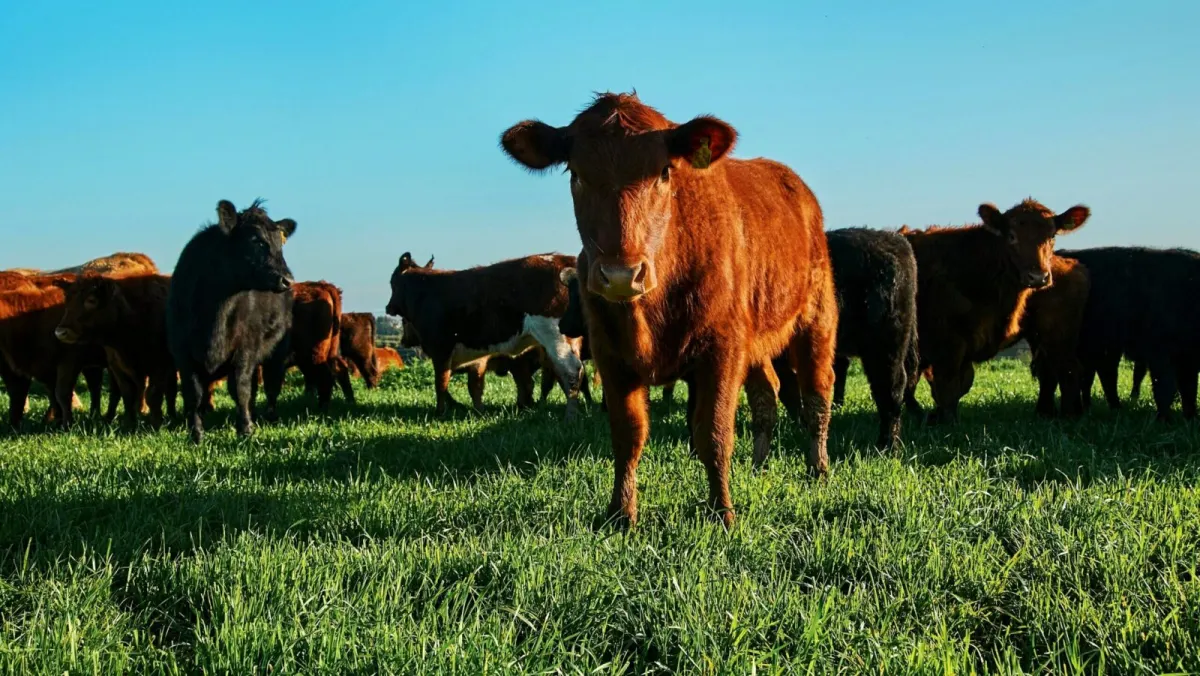 Thiếu hụt bò Mỹ nghiêm trọng ảnh hưởng lợi nhuận Tyson Foods