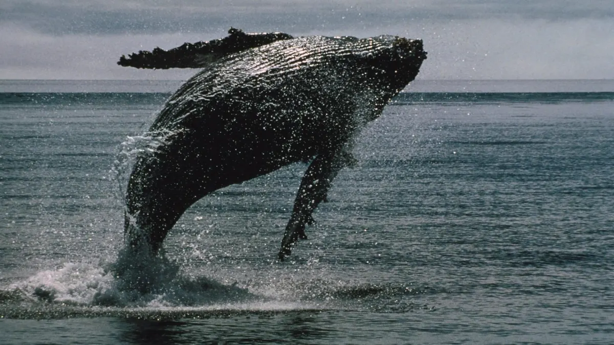 Whales mua XRP khi giá giảm, Ether rơi sâu hơn