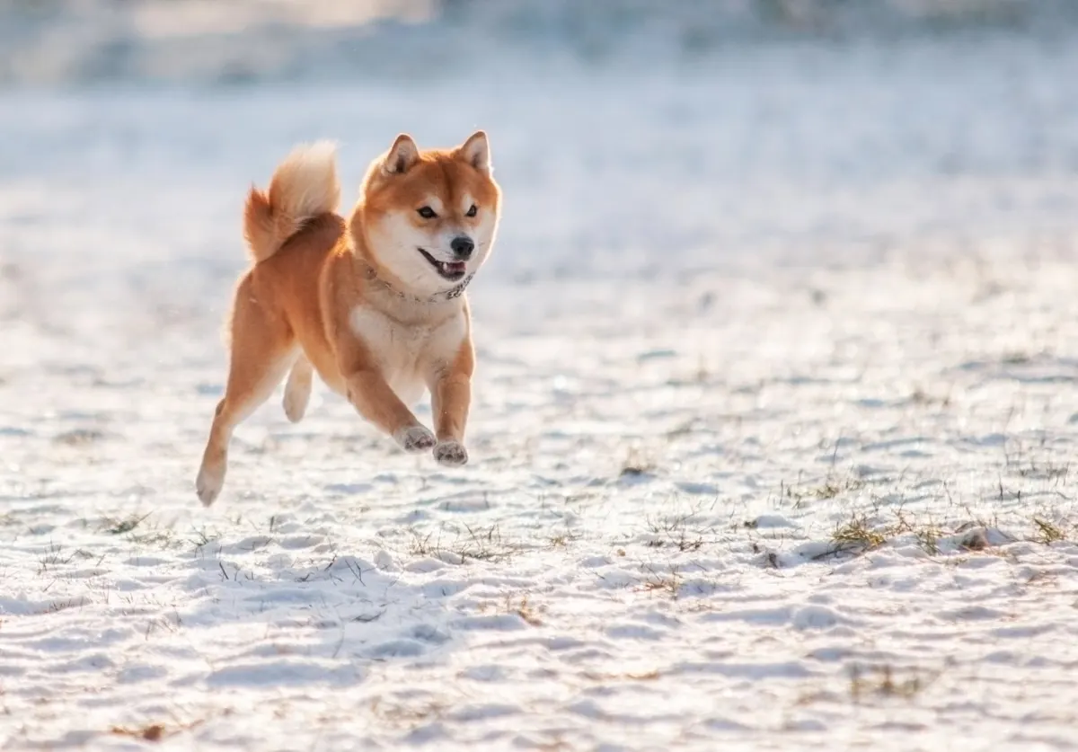 Dogecoin có thực sự giúp bạn trở thành triệu phú?