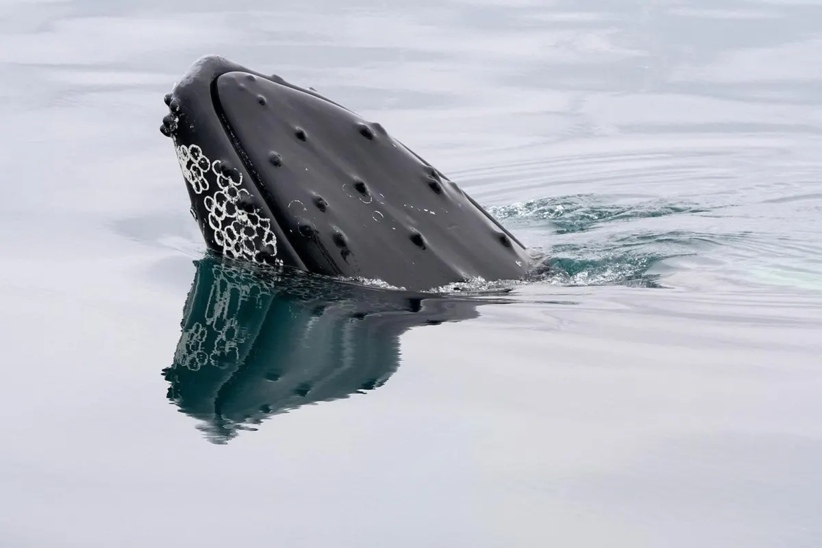 Whales Bitcoin mua $1,2 tỷ BTC khi ETF thu hút $750 triệu