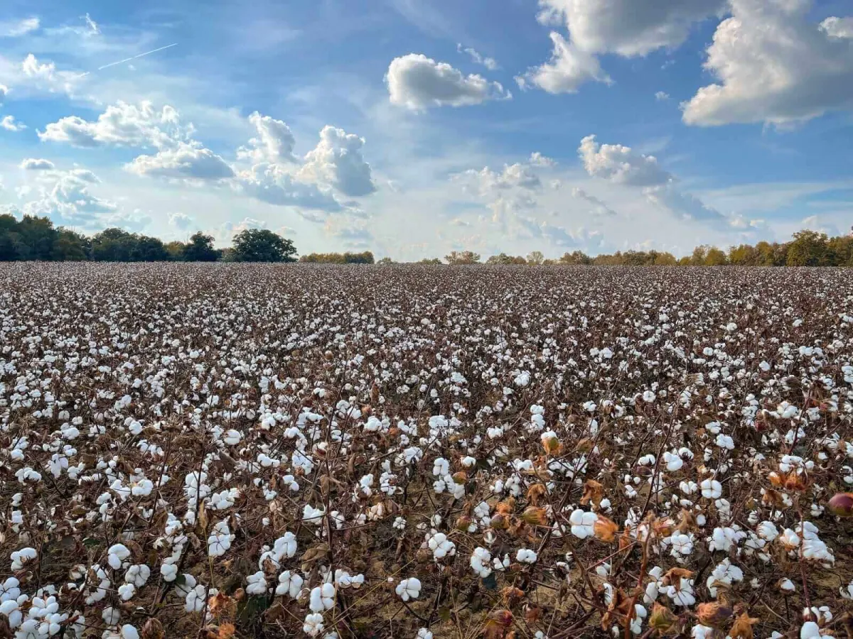 Cotton tăng ổn định, cà phê giảm do thu hoạch Brazil; Giá bò 2026