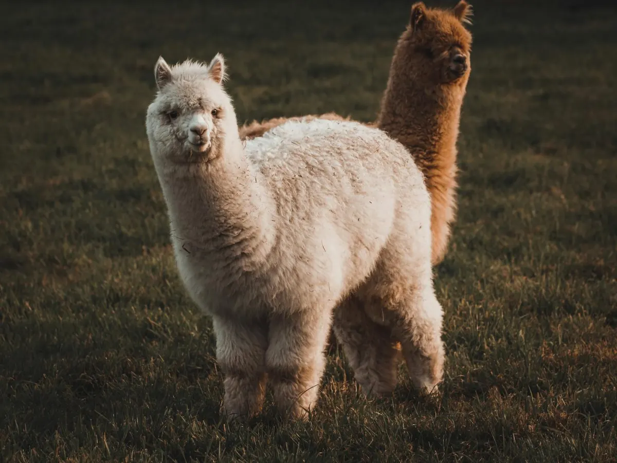 Alpaca gọi vốn 135 triệu USD cho cổ phiếu token hóa