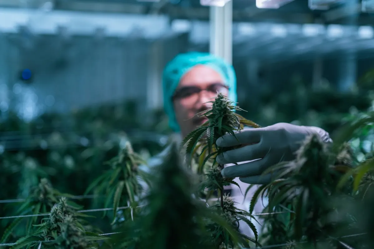 Vì sao cổ phiếu Tilray (TLRY) lao dốc gần 19%?
