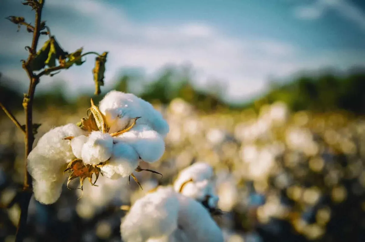Cotton Futures Ổn Định, Tăng Nhẹ Sáng Thứ Tư