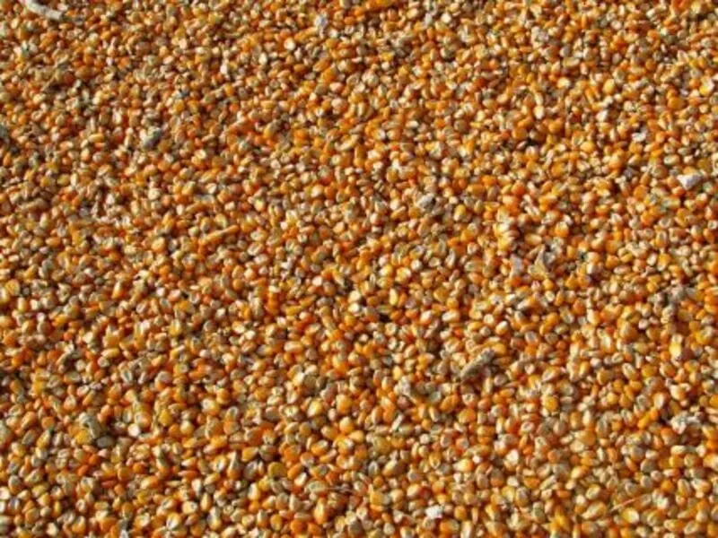 Giá ngô thế giới chịu áp lực trước báo cáo USDA