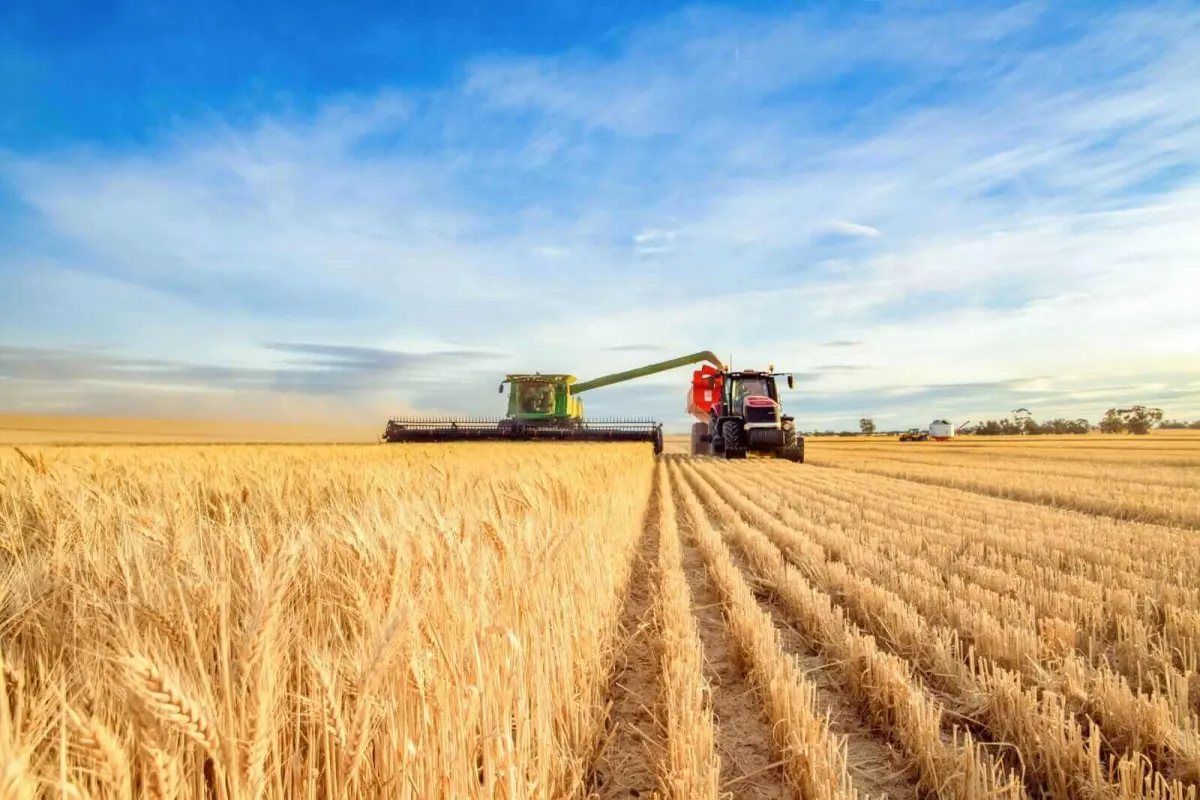 Wheat tăng mạnh sáng thứ Hai: Cơ hội nhà đầu tư Việt