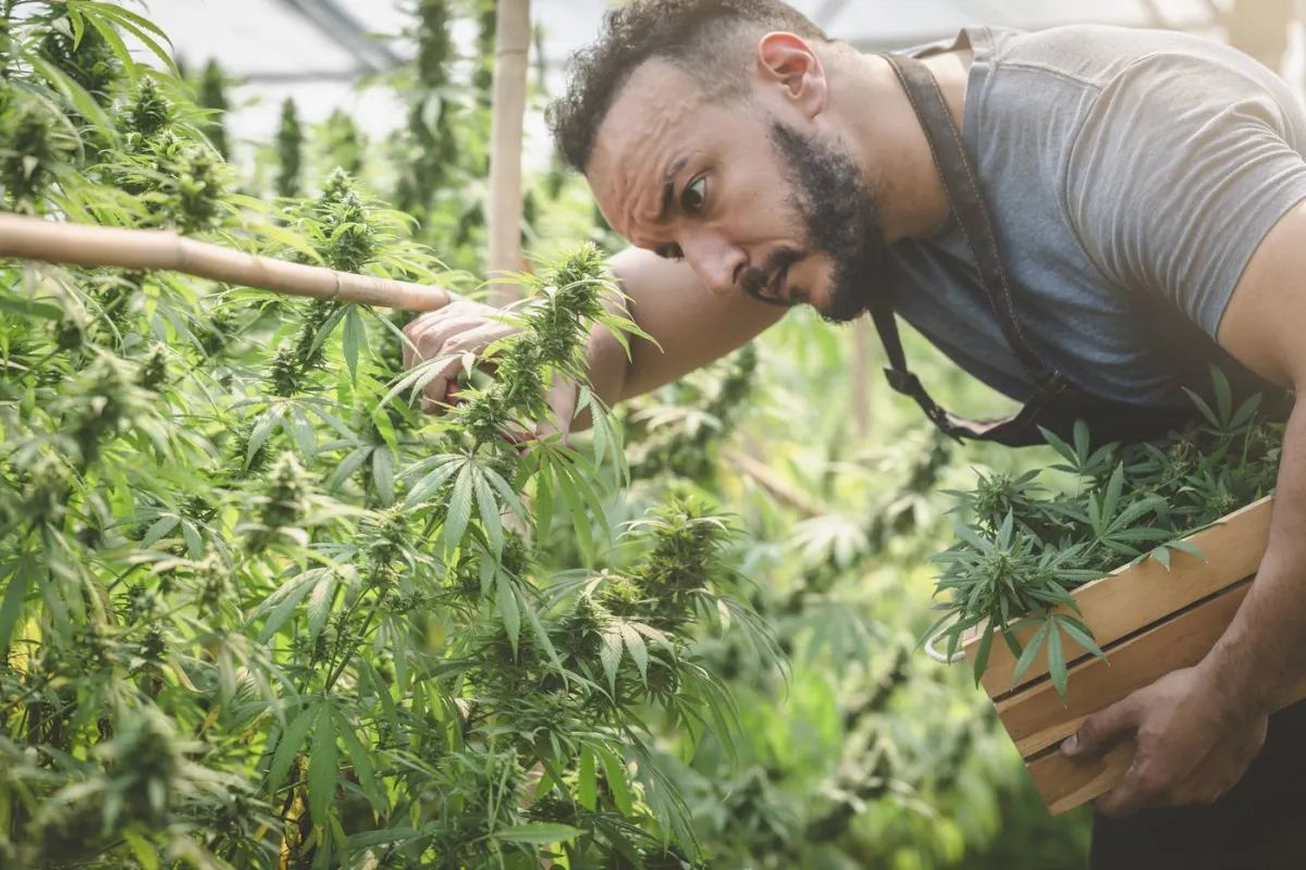 Cổ phiếu Tilray (TLRY) lao dốc: Triển vọng nào cho tương lai?