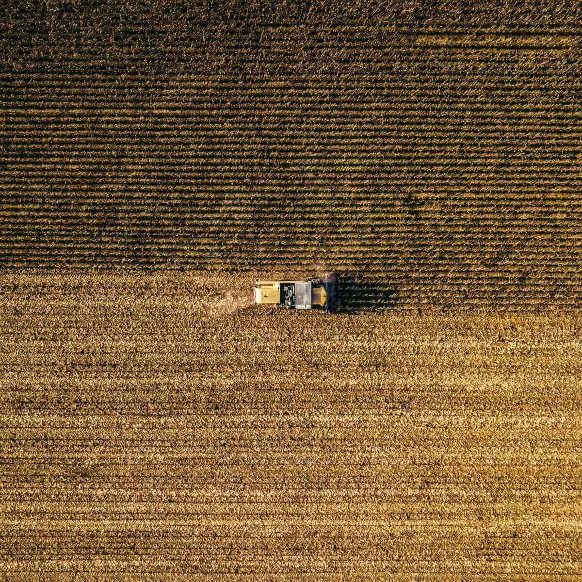 Wheat Rally Biển Đen: Giá Lúa Mì Tăng, Thị Trường Động Đáo