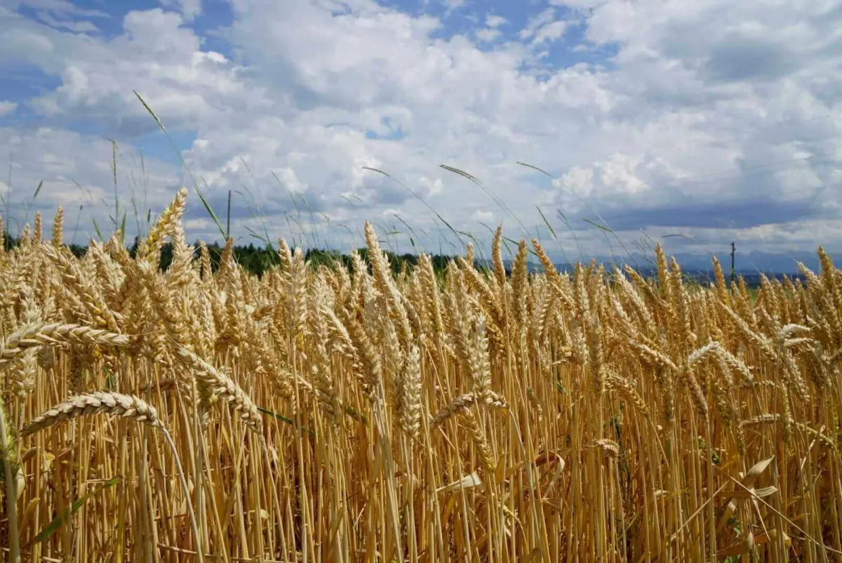 Wheat khởi đầu tuần: Giá hỗn hợp, xu hướng tăng do xuất khẩu Nga