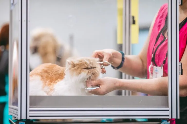Cổ phiếu Petco (WOOF): Penny giá trị đáng mua nhất