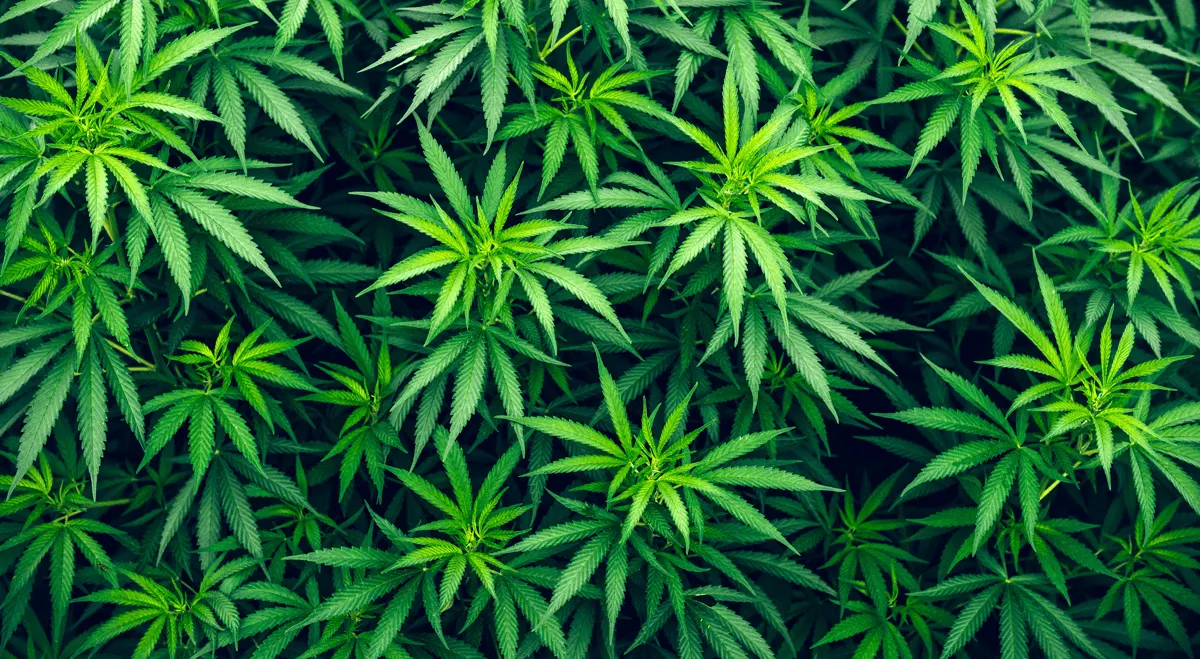 Canopy Growth cung cấp 4 chủng cannabis y tế cho Anh