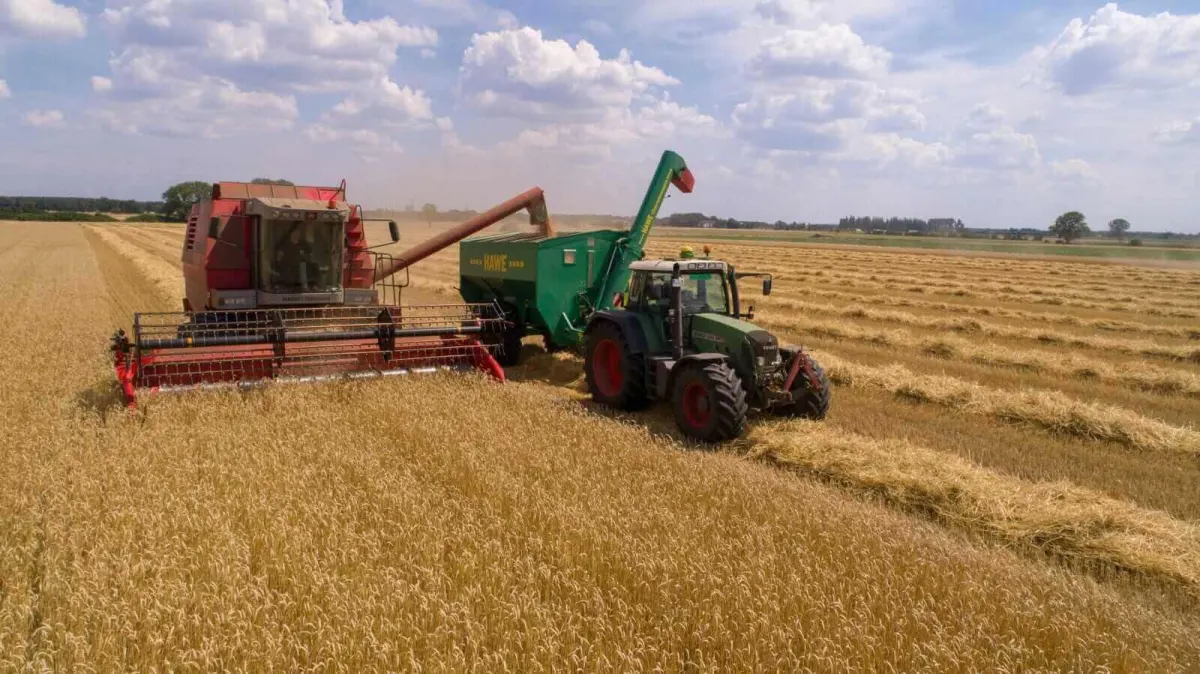 Giá lúa mì giảm: Áp lực từ thu hoạch Mỹ và nguồn cung