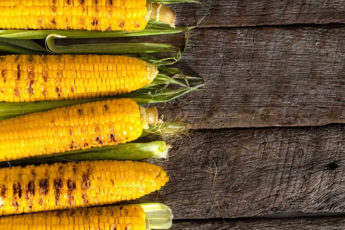 Giá Ngô Tăng Trước Thềm Báo Cáo Quan Trọng Của USDA