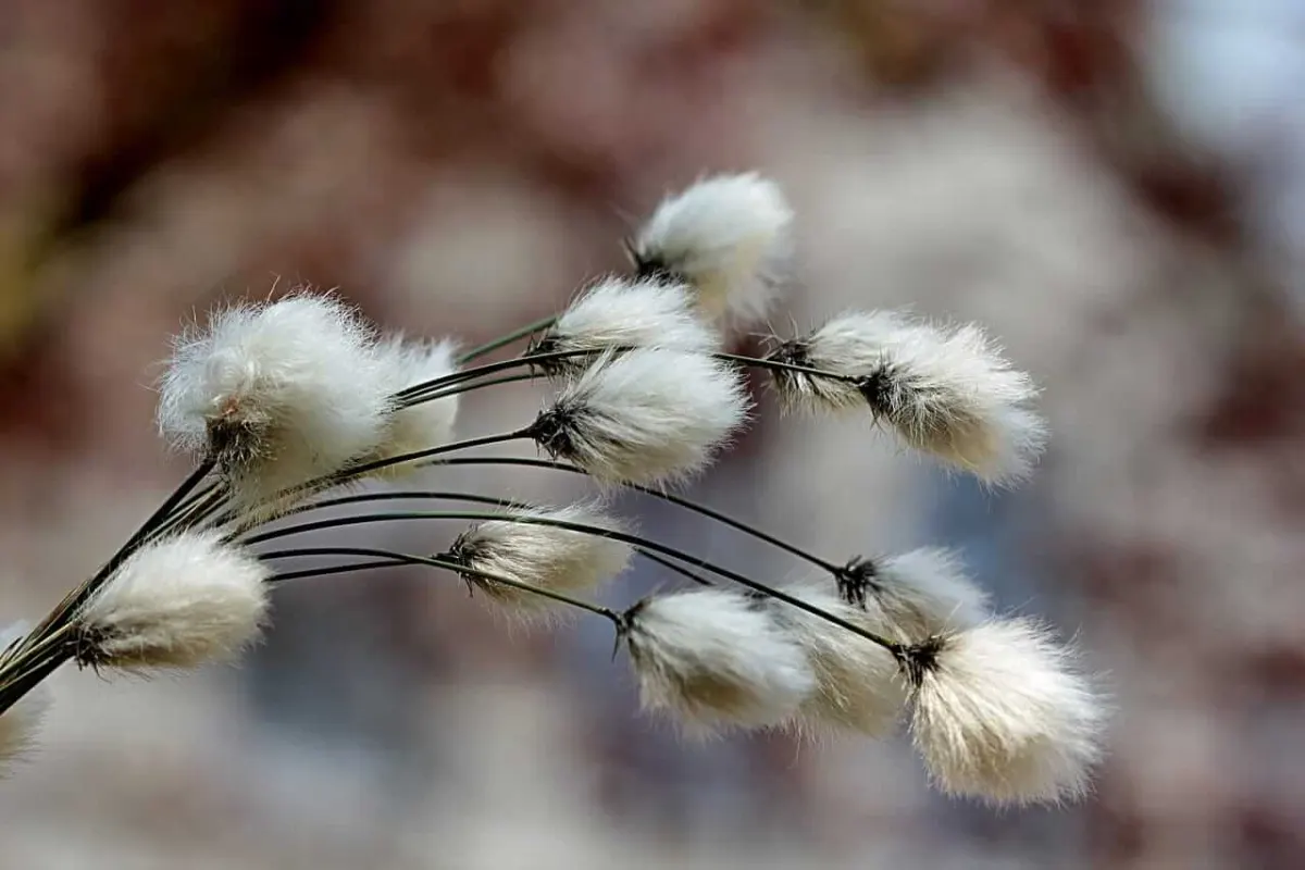 Cotton tăng mạnh hôm thứ Hai sau đợt yếu đầu tuần