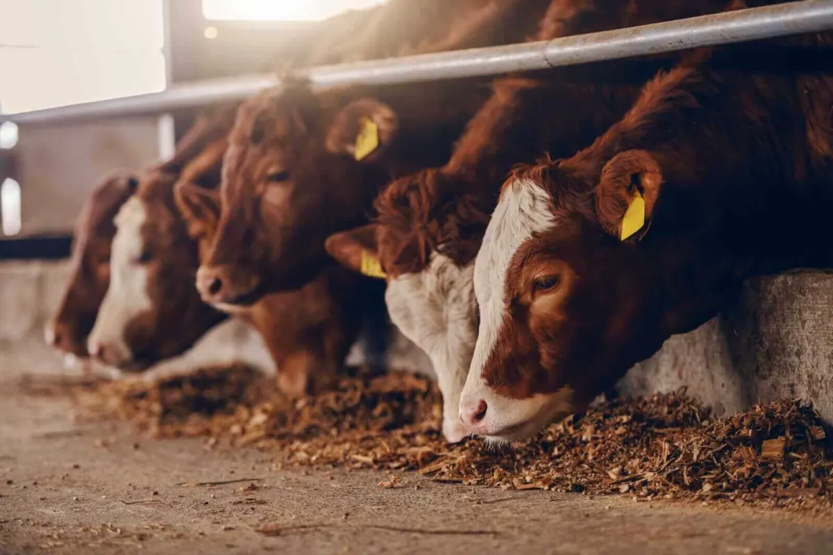 Futures Live Cattle, Lean Hog giảm do sản lượng chậm